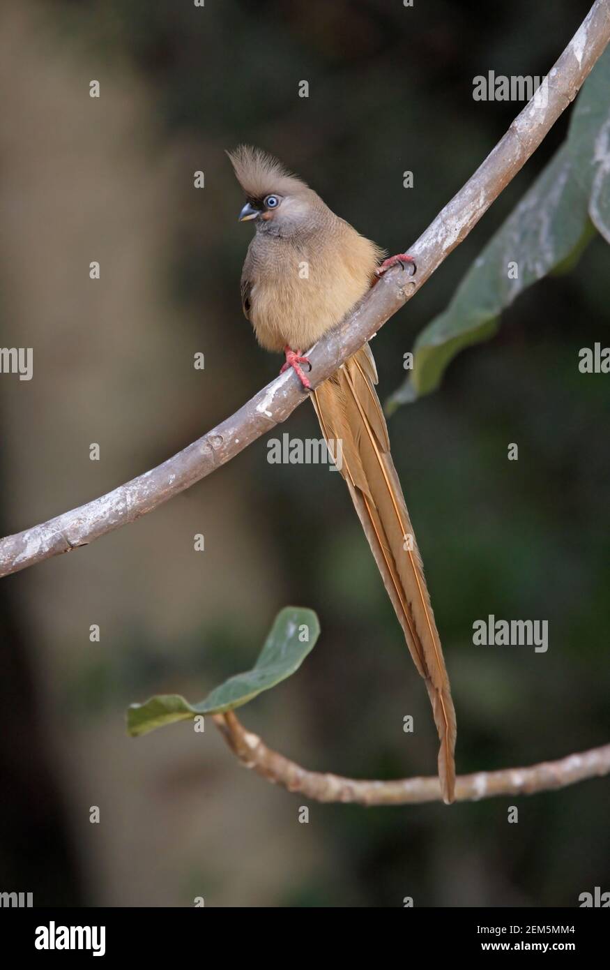 Musebird speckled (Colius striatus) adulto arroccato sul lago di Awassa, Etiopia Aprile Foto Stock