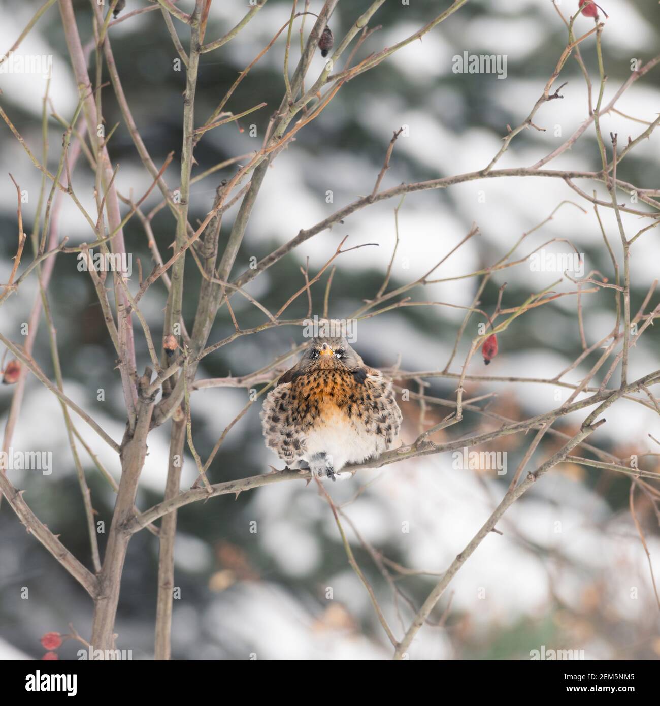 Il fieldfare spiovito è seduto su una rosa di cane durante una nevicata, Mosca, Russia Foto Stock