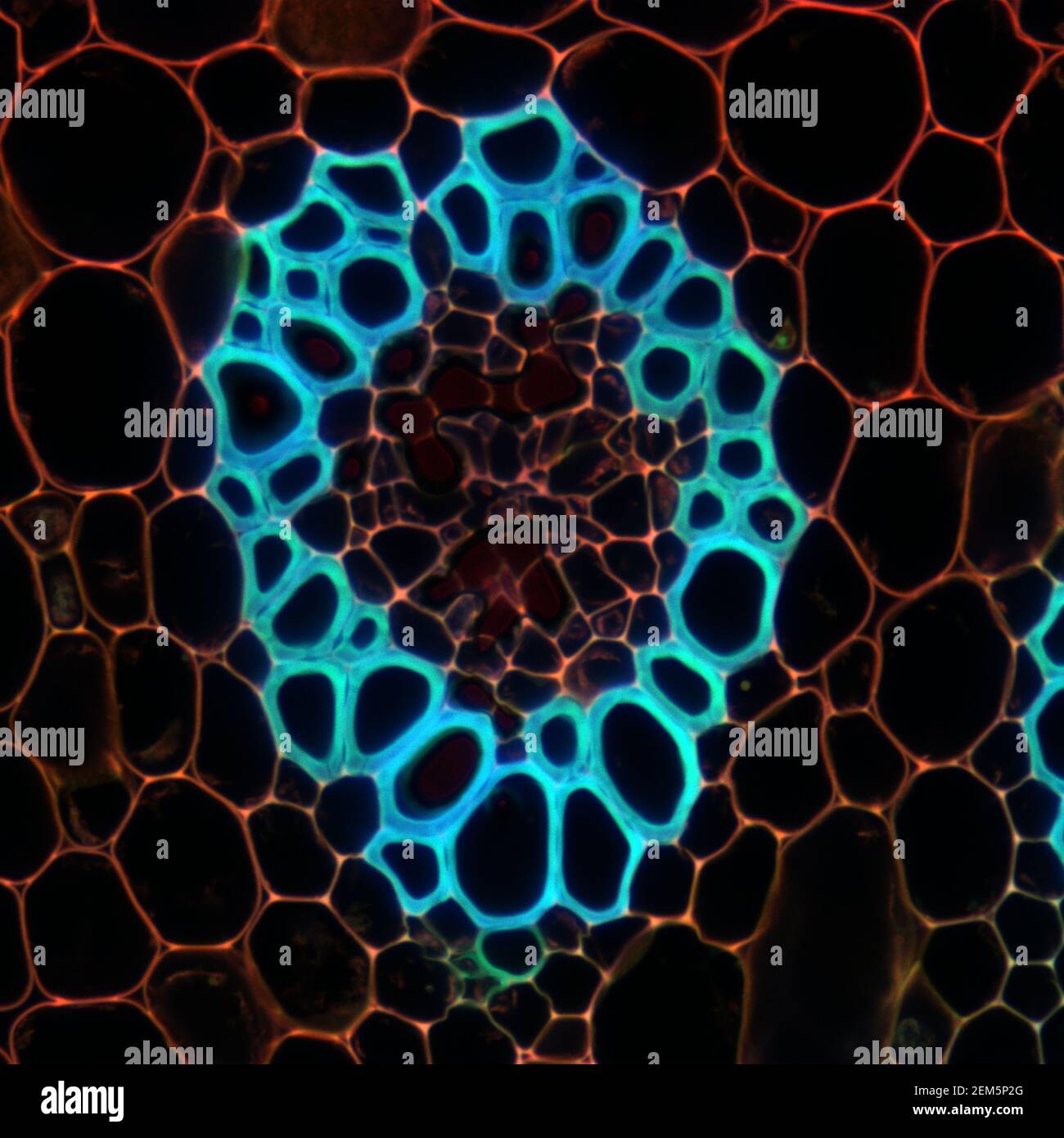 Campione microscopico di pianta di Convallaria, segnale di fluorescenza osservato con microscopia a scansione laser confocale Foto Stock