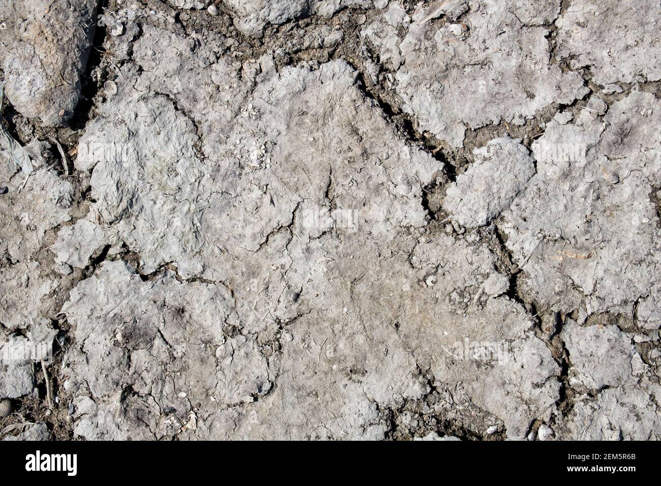 Consistenza di terra secca fessurata con piccole conchiglie Foto Stock