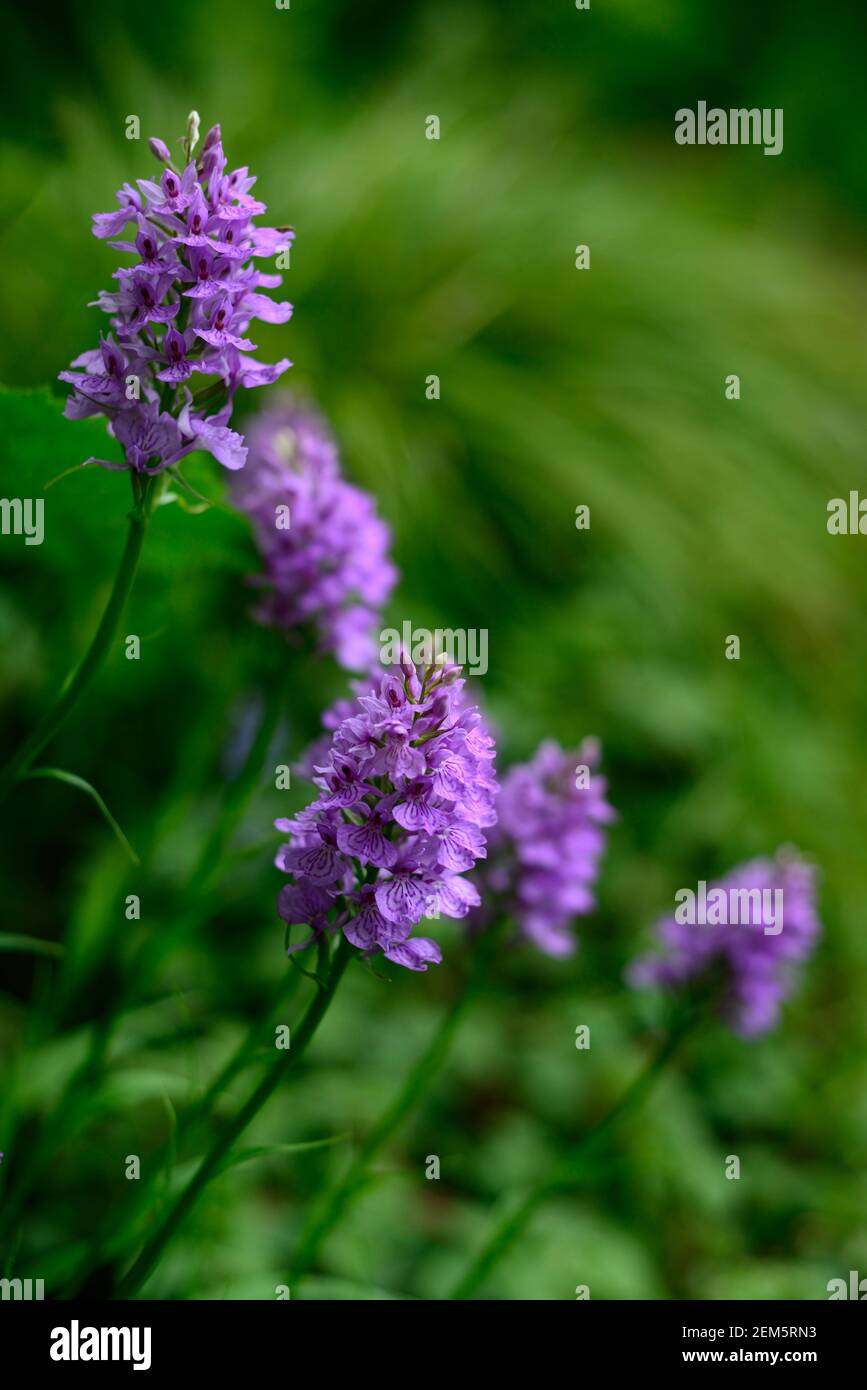 Dactylorhiza,orchidee terrestri,fiore viola,fiori,fioritura,piante,piante perenni,marsh orchidee,giardino,RM Floral Foto Stock