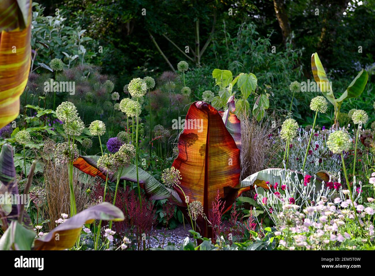 Ensete ventricosum Maureli,testa di semina Allium,teste di semina,allumi,lichnis coronaria giardinieri mondo,viola,foglie,fogliame,bianco,fiori,bianco e viola A. Foto Stock