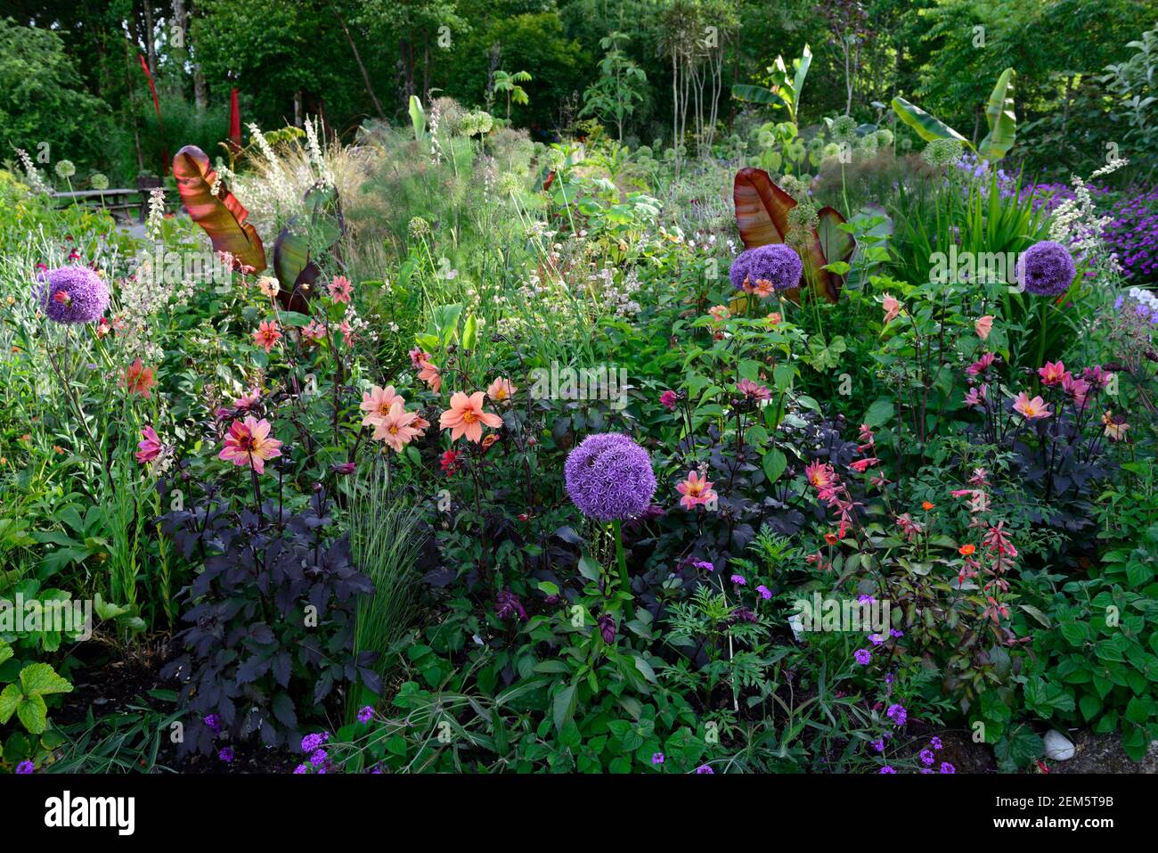 Ensete ventricosum Maureli,Allium globemaster,Foeniculum vulgare purpurpureum,finocchio di bronzo,foglie,amore e desideri di salvia,fogliame,allumi,linaria pelosi Foto Stock