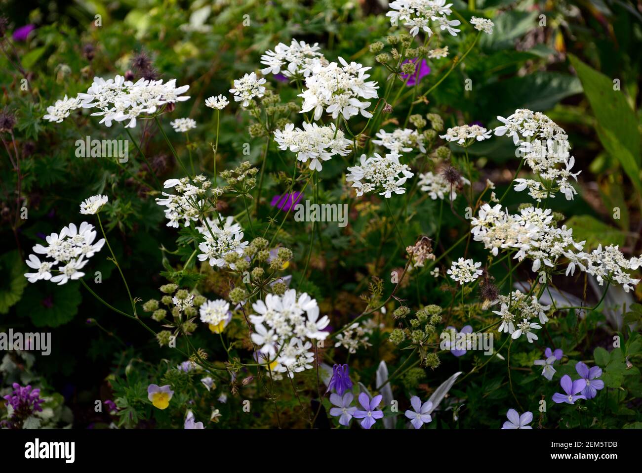 Orlaya grandiflora, lacciano bianco, multi-ramificato annuale, foglie di ferny diviso, panicles, panicle fiori bianchi, piante annue fiorite, RM floreale Foto Stock