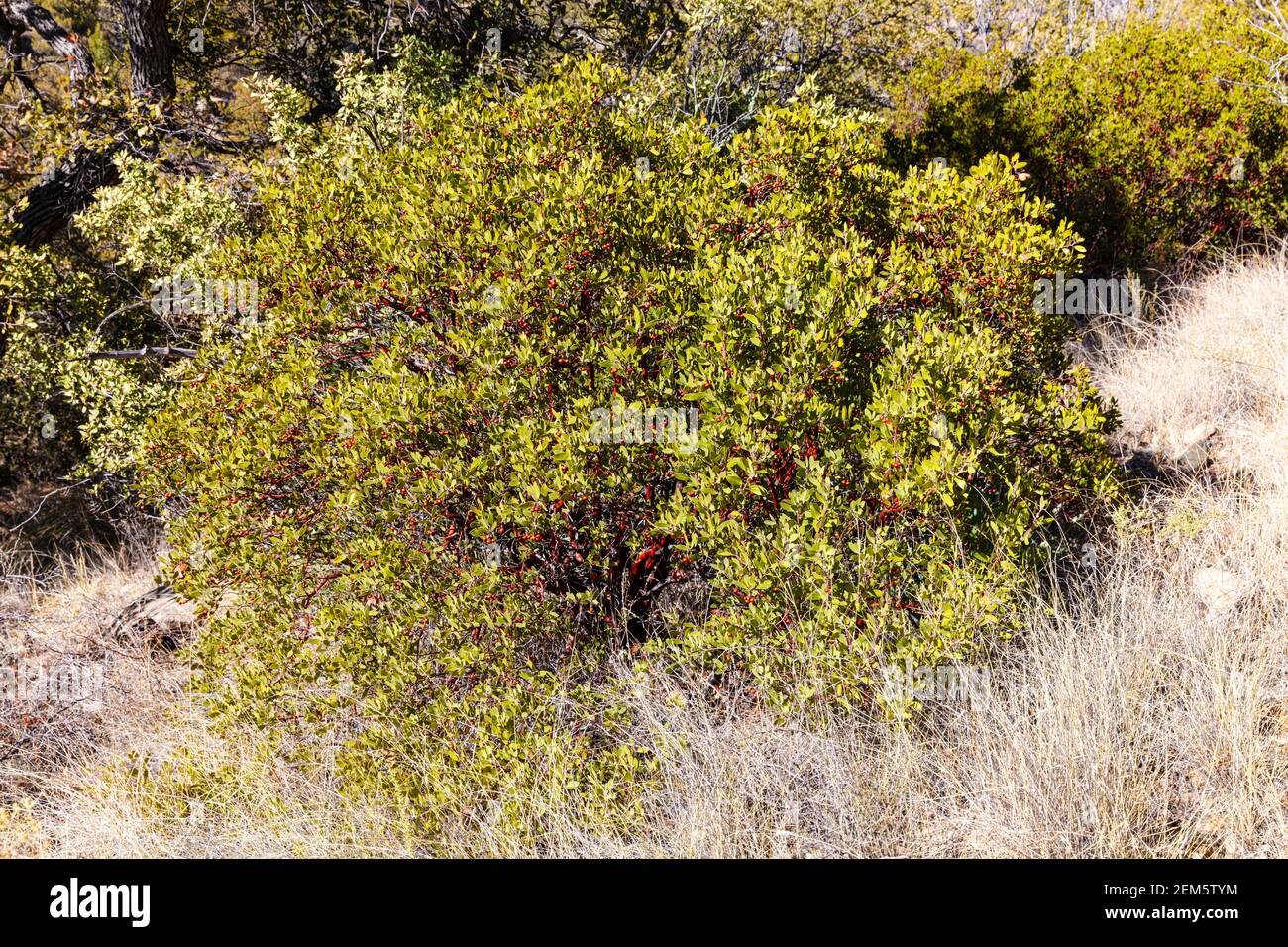 Pringle Manzanita (Arctostaphylos pringlei), Arizona meridionale, Stati Uniti Foto Stock