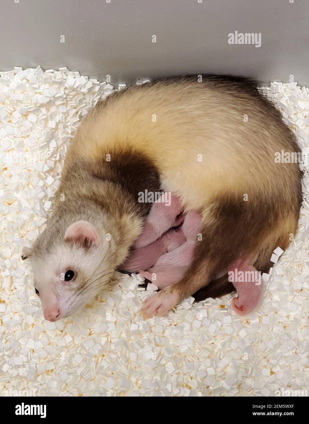 Elizabeth Ann, la prima felretta clonata dal piede nero, a 1 giorno di riposo con i suoi fratelli domestici e madre surrogata al National Black-footed Ferret Conservation Center 11 dicembre 2020 a Fort Collins, Colorado. Questa è la prima volta che gli scienziati clonarono una specie in pericolo negli Stati Uniti, duplicata dai geni di un animale morto oltre 30 anni fa. Foto Stock