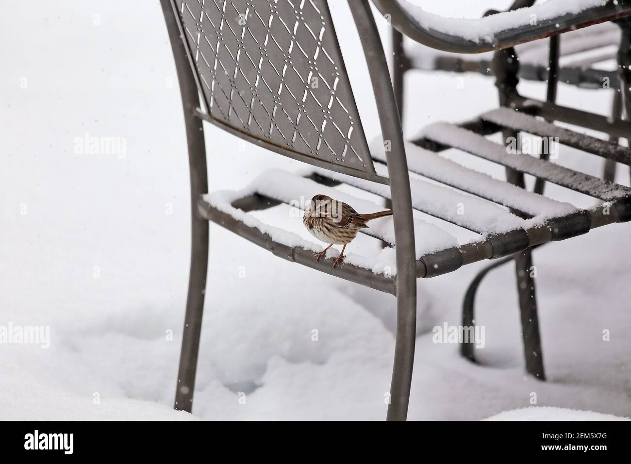 passero nella neve Foto Stock