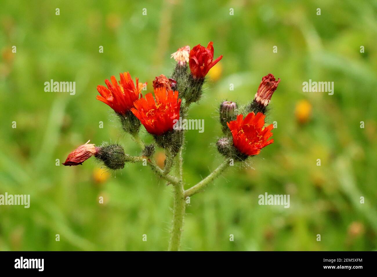 Pilosella aurantiaca in fiore. Pilosella aurantiaca pianta fioritura selvaggia, fiori d'arancio in fiore Foto Stock Pilosella aurantiaca in fiore. Pilosella aurantiaca pianta fioritura selvaggia, fiori d'arancio in fiore Foto Stock