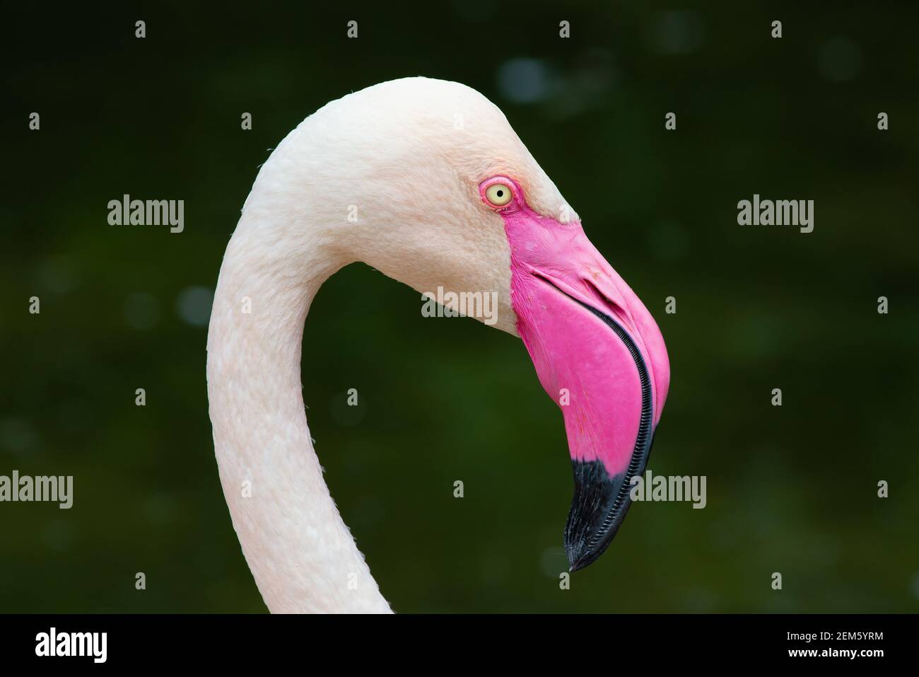 Primo piano ritratto di un fenicottero più grande Foto Stock
