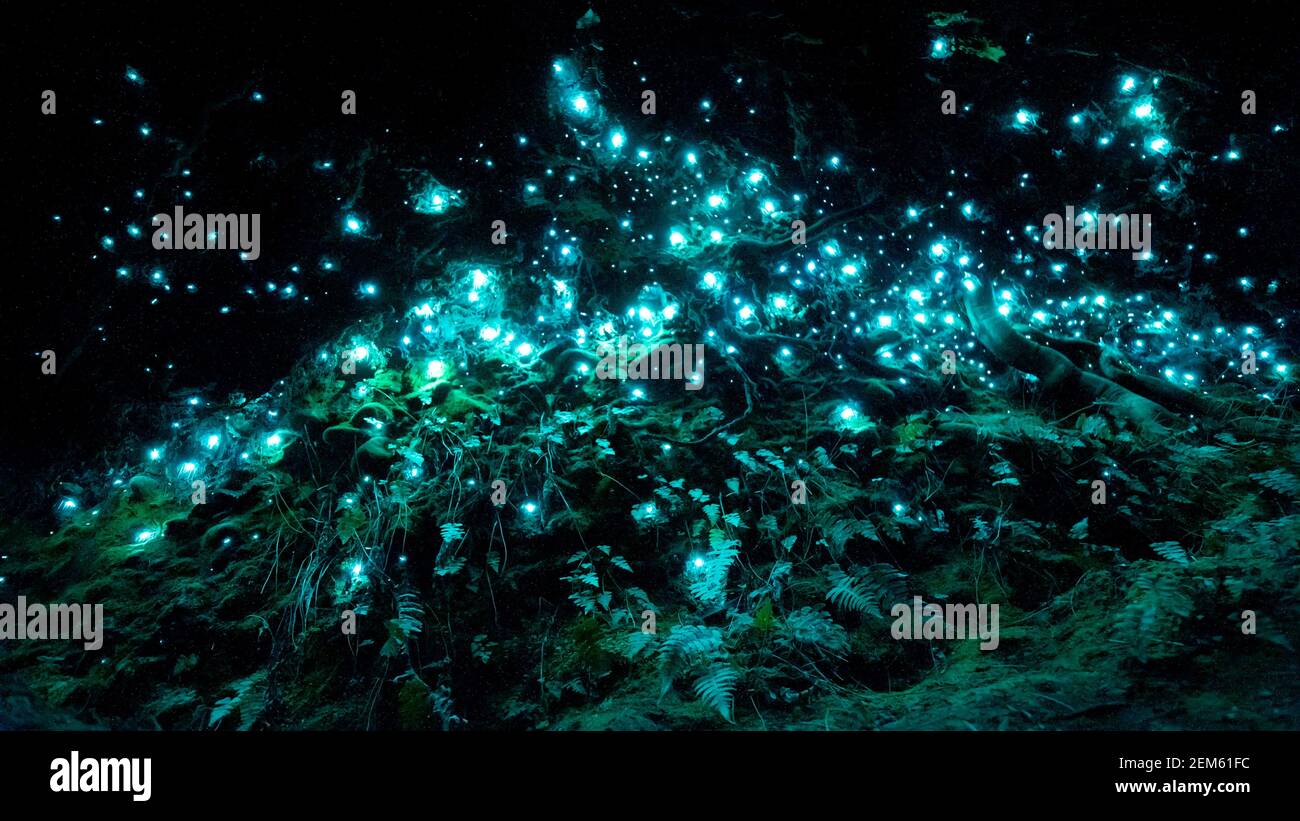 Vermi a incandescenza bioluminescenti della Nuova Zelanda in una grotta scura Foto Stock