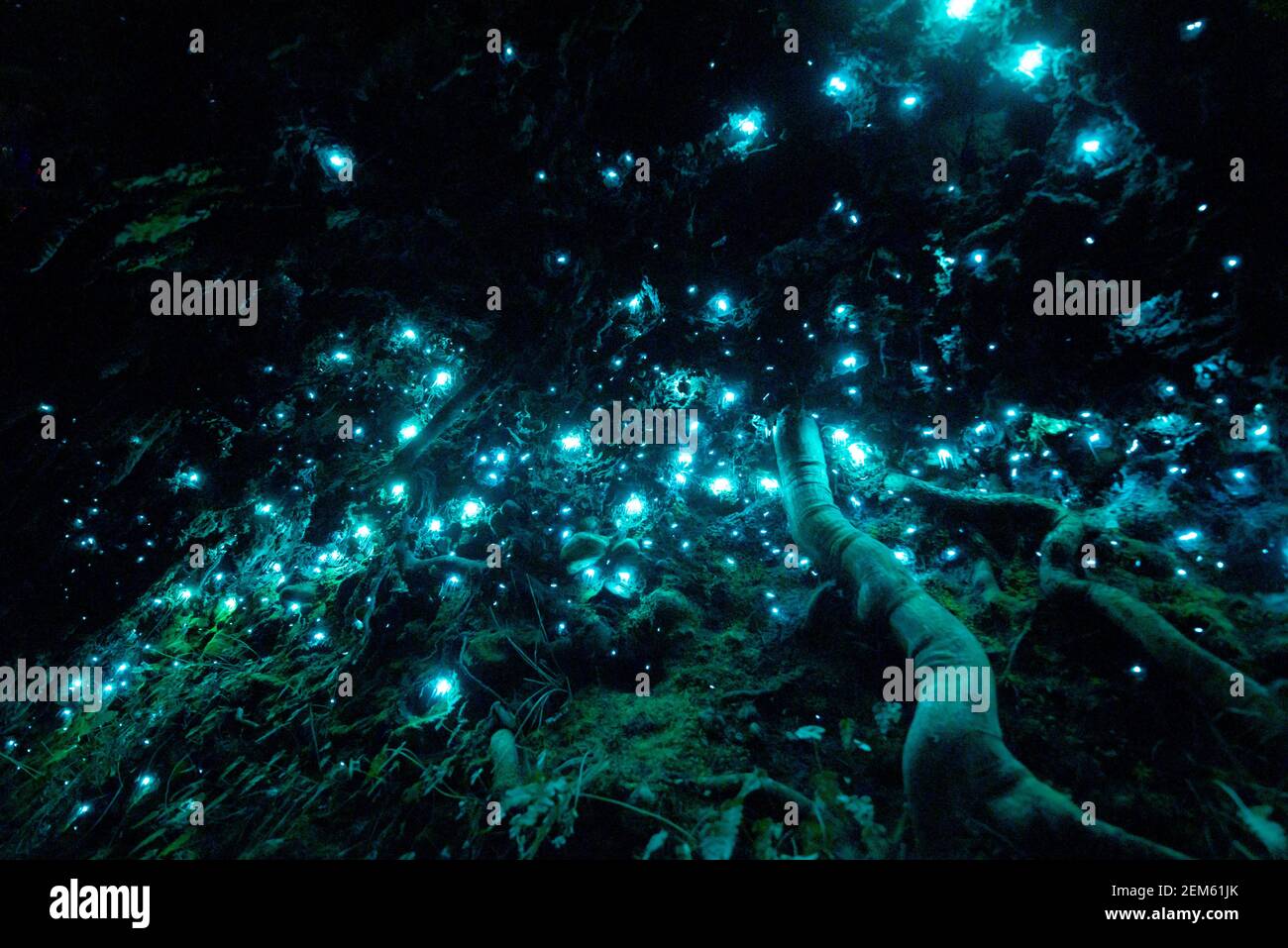 Vermi a incandescenza bioluminescenti della Nuova Zelanda in una grotta scura Foto Stock