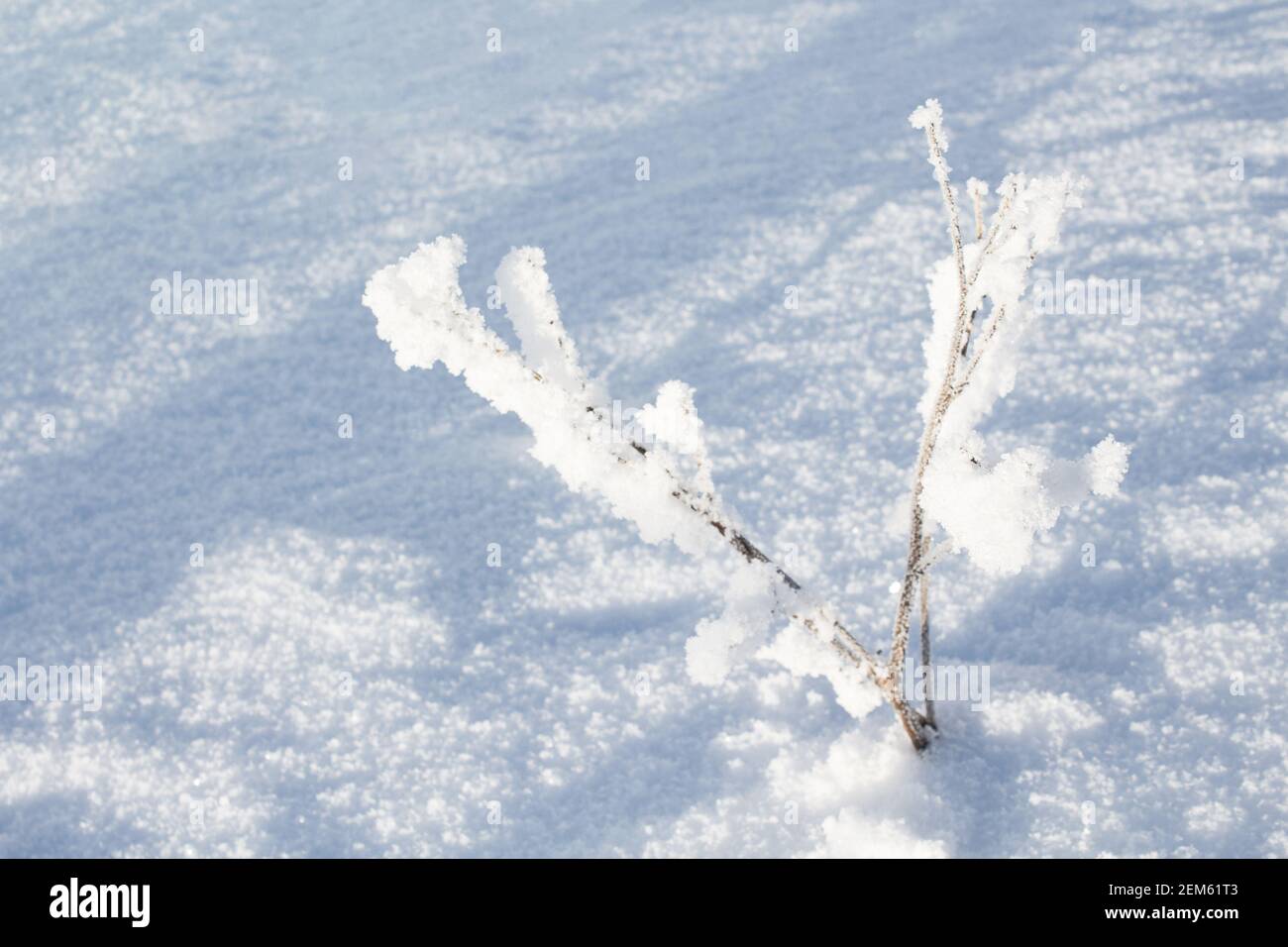 Piccolo albero coperto di neve. Natura invernale. La neve protegge gli alberi dalle gelate dure. Foto Stock