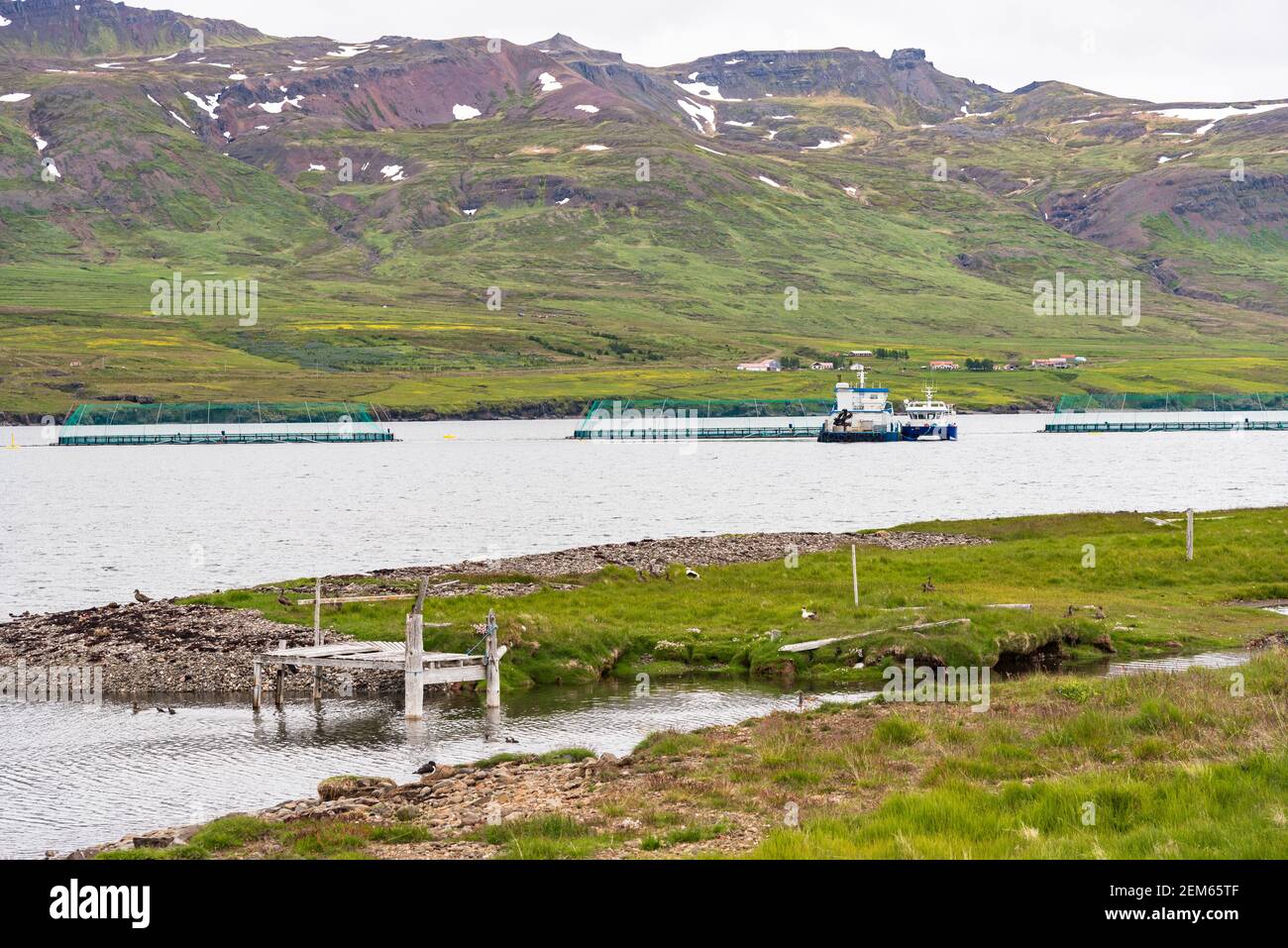 Allevamento ittico in un fiordo in Islanda su una nuvolosa giorno d'estate Foto Stock