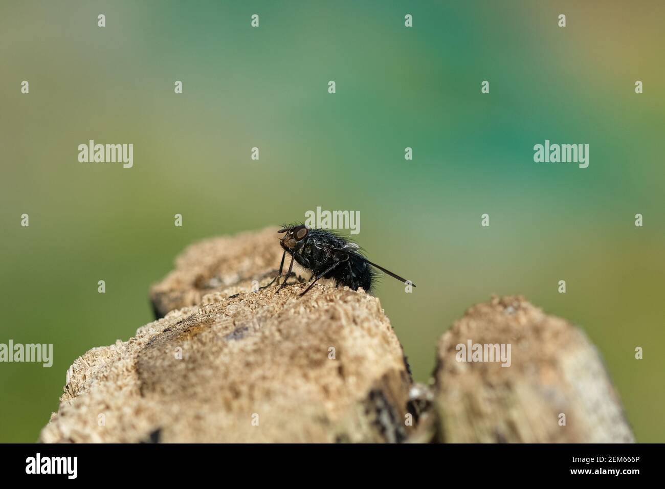 Mosca l'occhio di insetto e i particolari delle parti del corpo, fauna selvatica dell'animale della molla selvaggia closeup natura Foto Stock