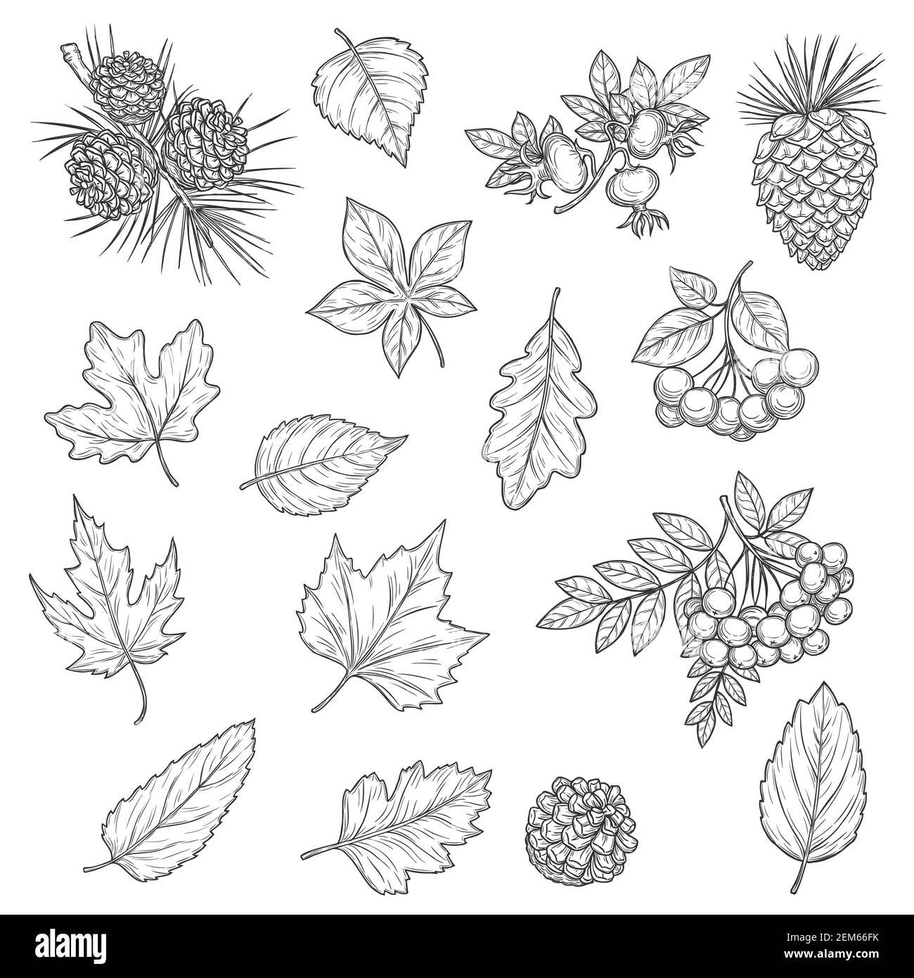 Foglie d'autunno e schizzi di frutta. Vettore caduta foglie di acero, quercia e betulla, castagno fogliame, ottobre acorn, rowan e bacche di sposa, rami wi Illustrazione Vettoriale