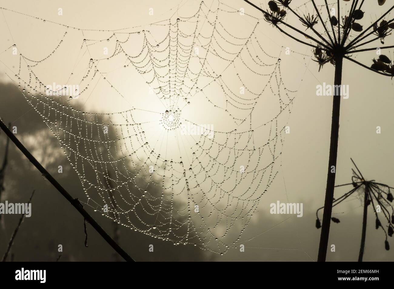 Spiderweb presto in mattina nebbia con gocce di rugiada sul web. Cobweb in luce solare soffusa di fronte al sole Foto Stock