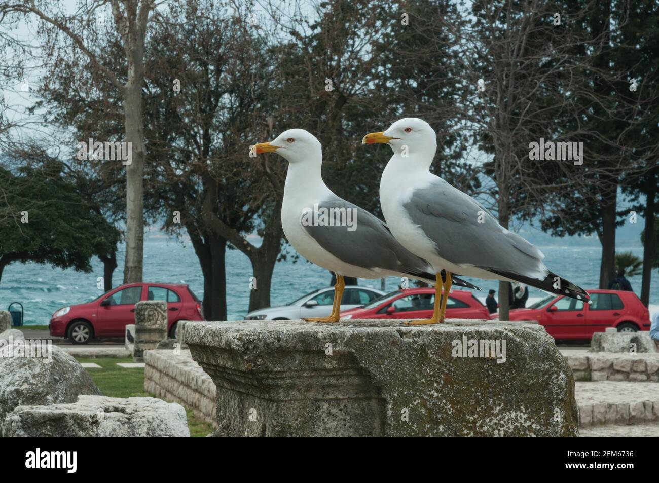 Due gabbiani nella stessa posizione si trovano sul monumento storico nella città di Zara, in Croazia Foto Stock