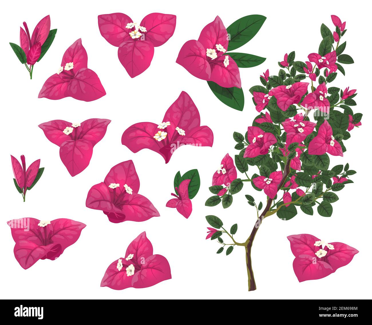 Bougainville pianta del Messico, vettore isolato ramo bougainvillea, fiori rosa e foglie verdi. Esotici fiori messicani, piante sempreverde in crescita Illustrazione Vettoriale