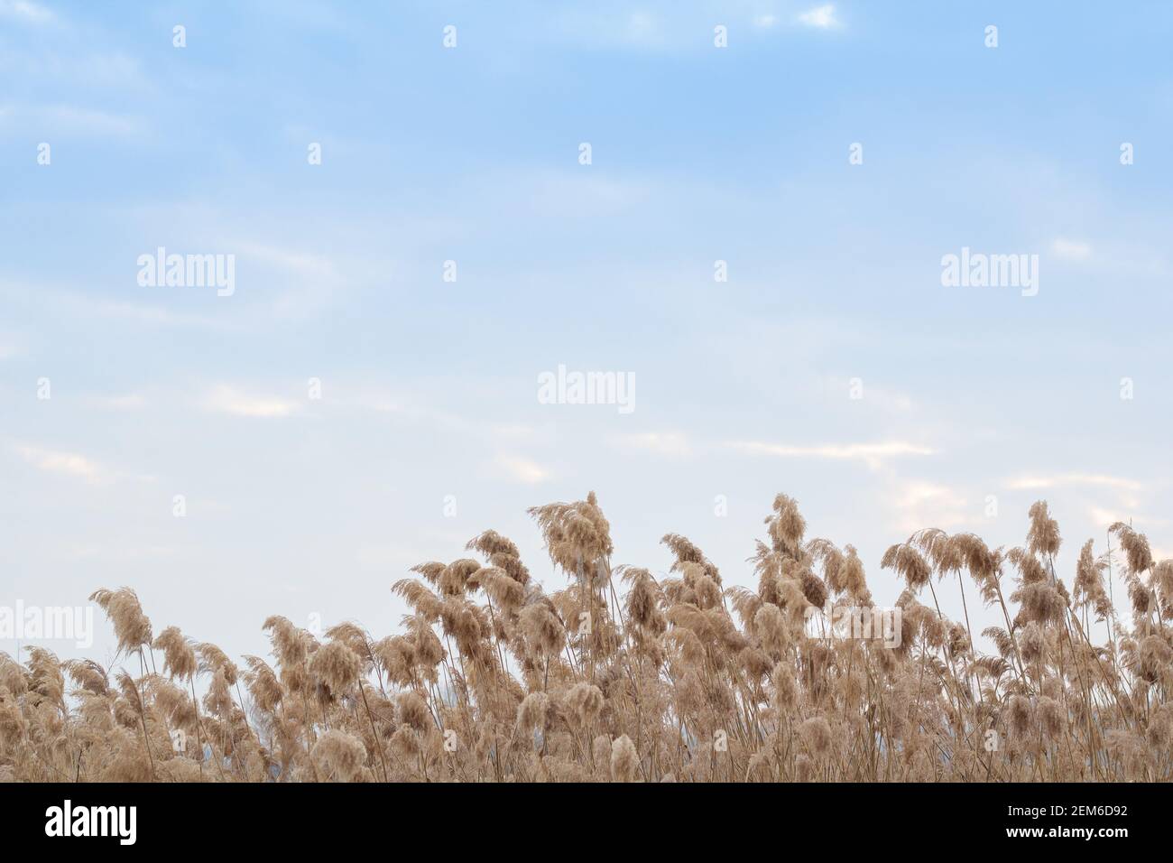 Erba di Pampas (Cortaderia selloana), canne, semi di canna. Le canne d'oro si insidano nel vento contro il cielo blu. Astratto sfondo naturale. Bellissimo pattugliatore Foto Stock