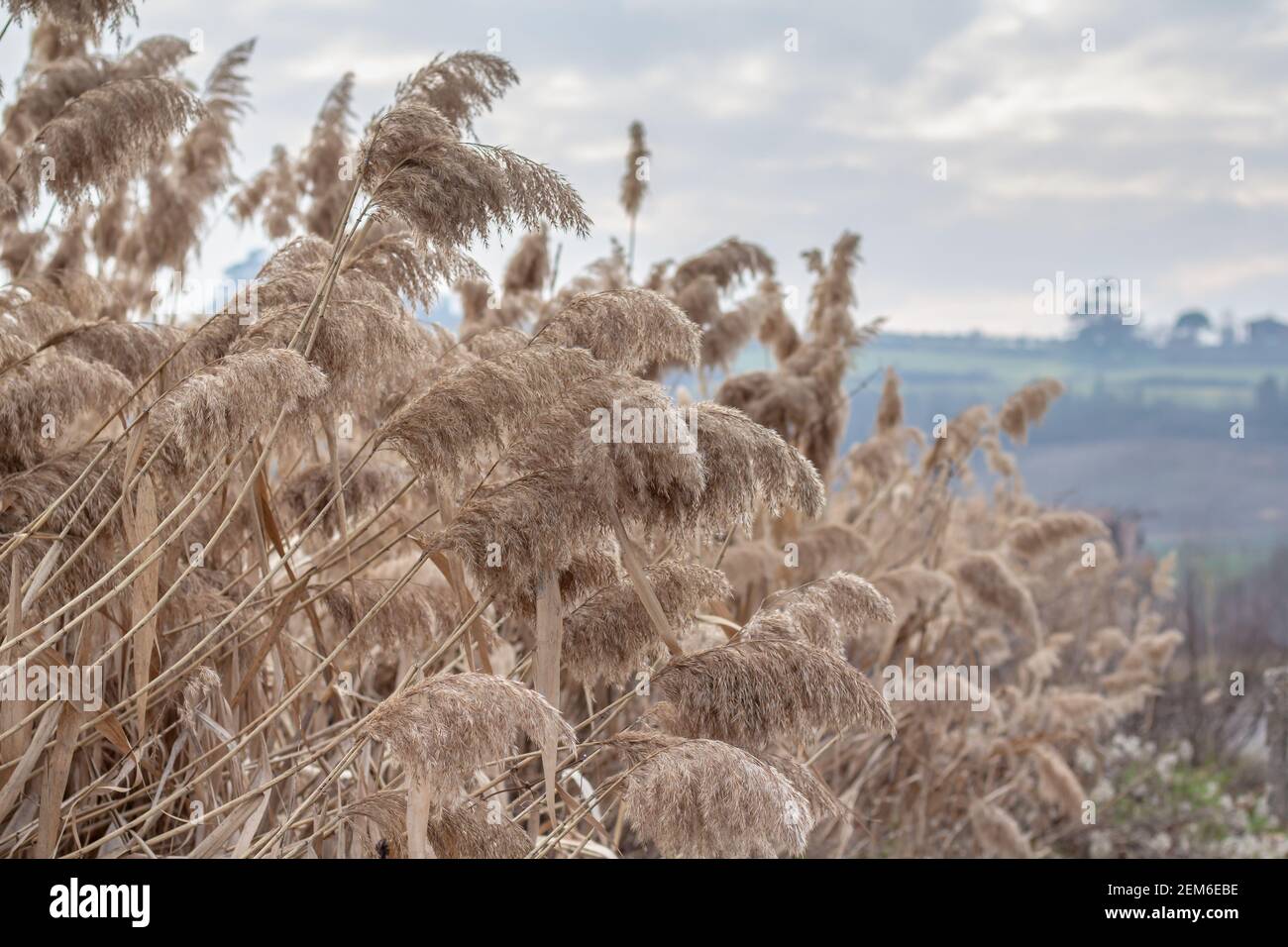 Erba di Pampas (Cortaderia selloana), canne, semi di canna. Le canne d'oro si insidano nel vento contro il cielo blu. Astratto sfondo naturale. Bellissimo pattugliatore Foto Stock