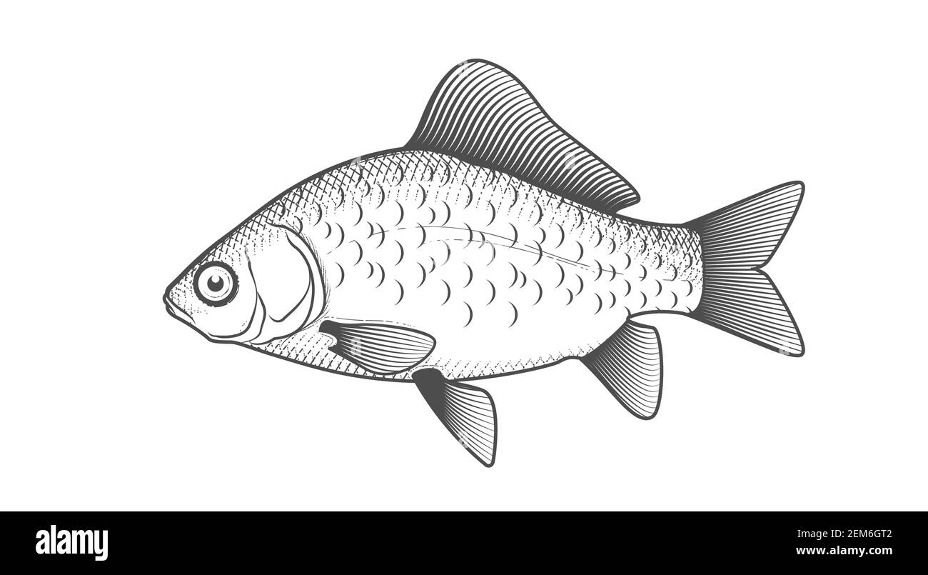 Schizzo di carpa crogiana, pesce disegnato a mano, pesce crogiano in stile inciso, vettore Illustrazione Vettoriale