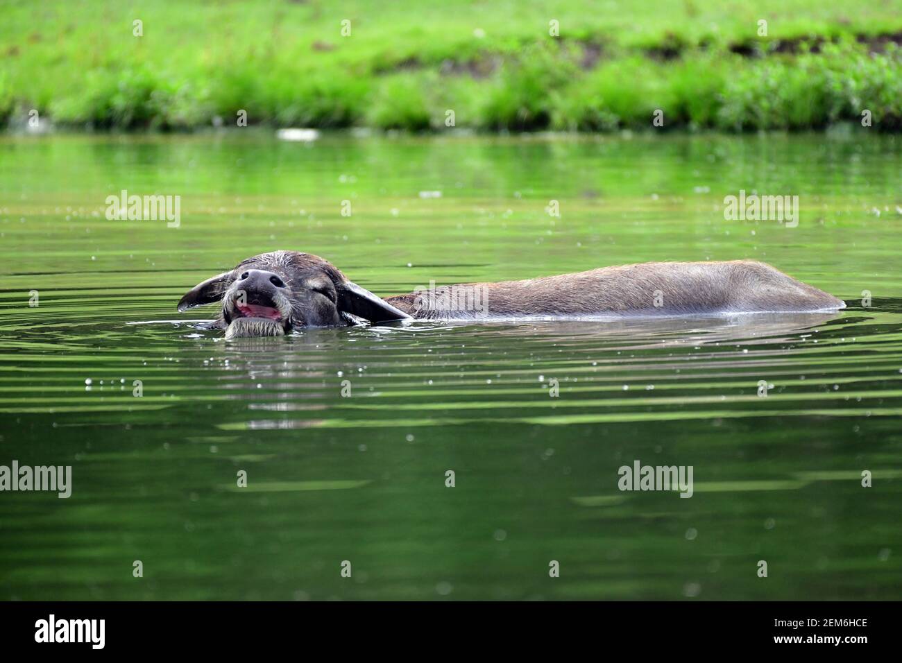 Un tranquillo bufalo d'acqua rinfrescato in un laghetto. Foto Stock