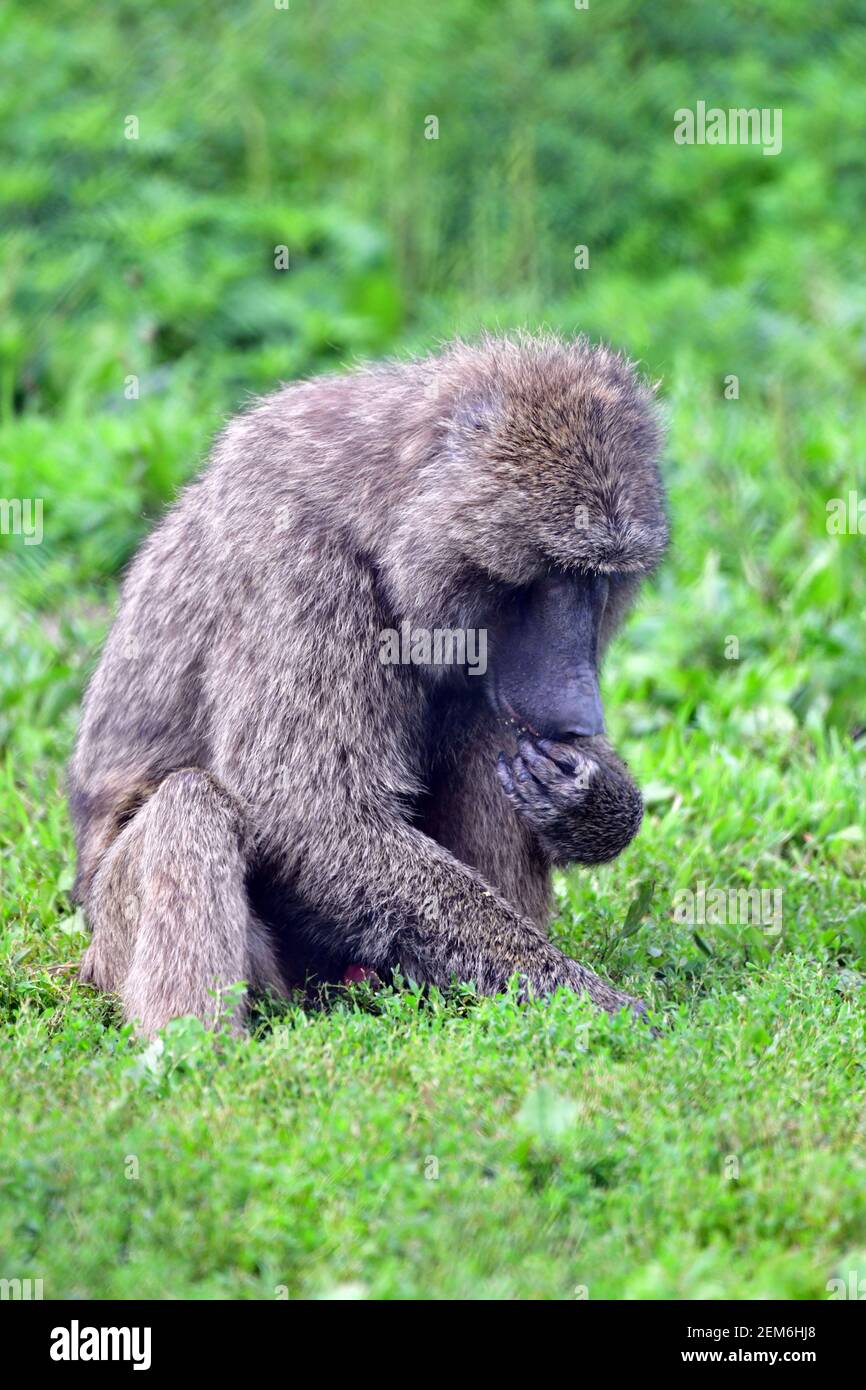 Un babbuino solato snack su insetti in un campo di erba. Foto Stock