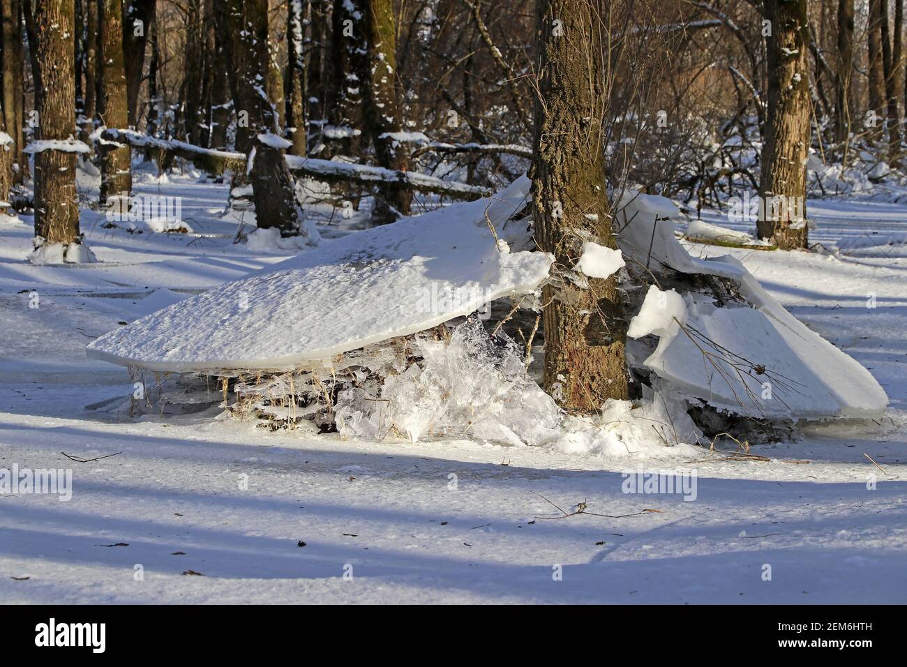 In una foresta allagata in inverno, galleggianti di ghiaccio sono rimasti dopo che l'acqua è stata ceduta Foto Stock