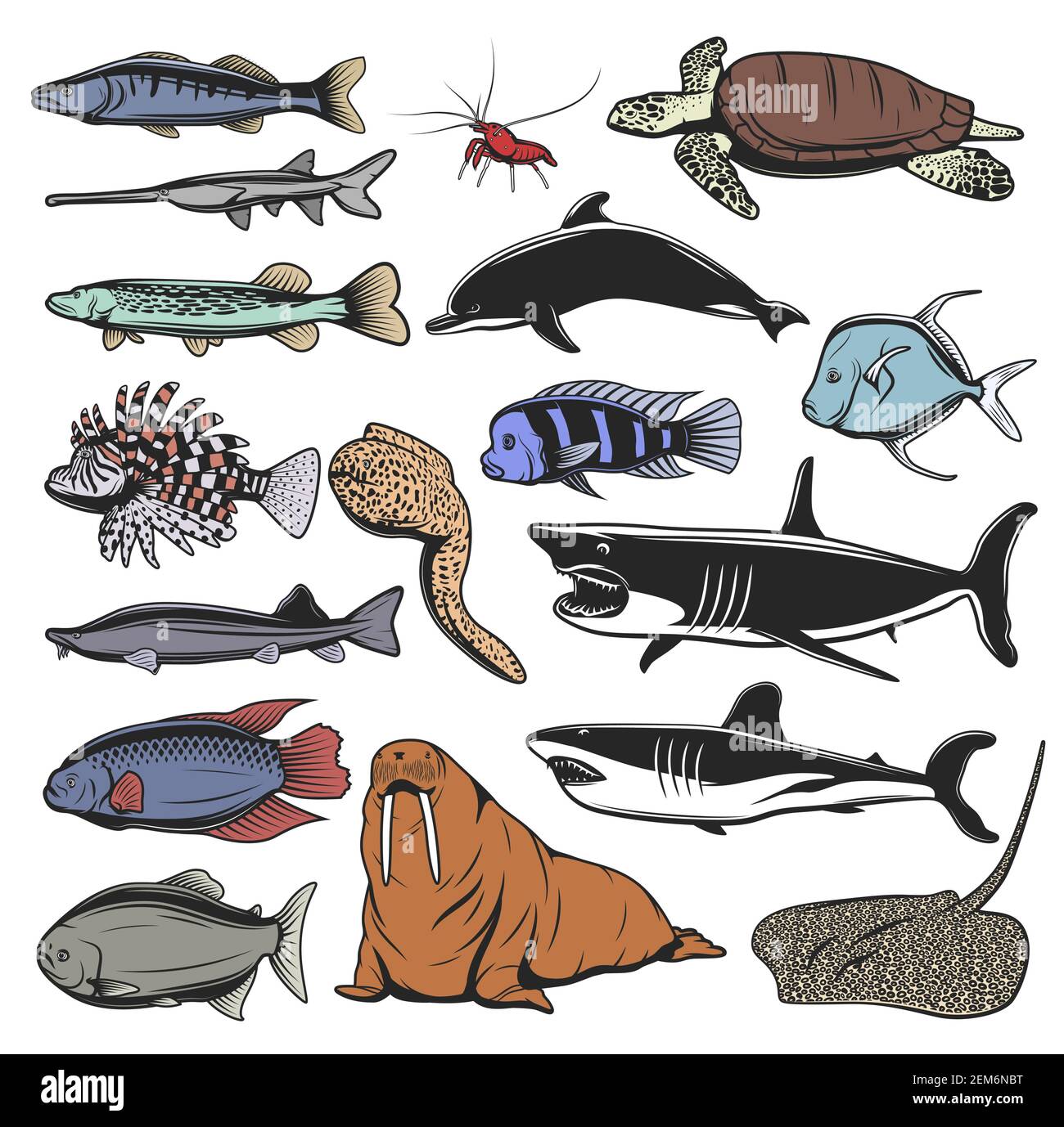 Animali marini, pesci e tartarughe personaggi cartoni animati isolati. Tartaruga marina vettoriale, squali oceanici e delfini, gamberi o gamberi, razze, luccio e salmone, warr Illustrazione Vettoriale