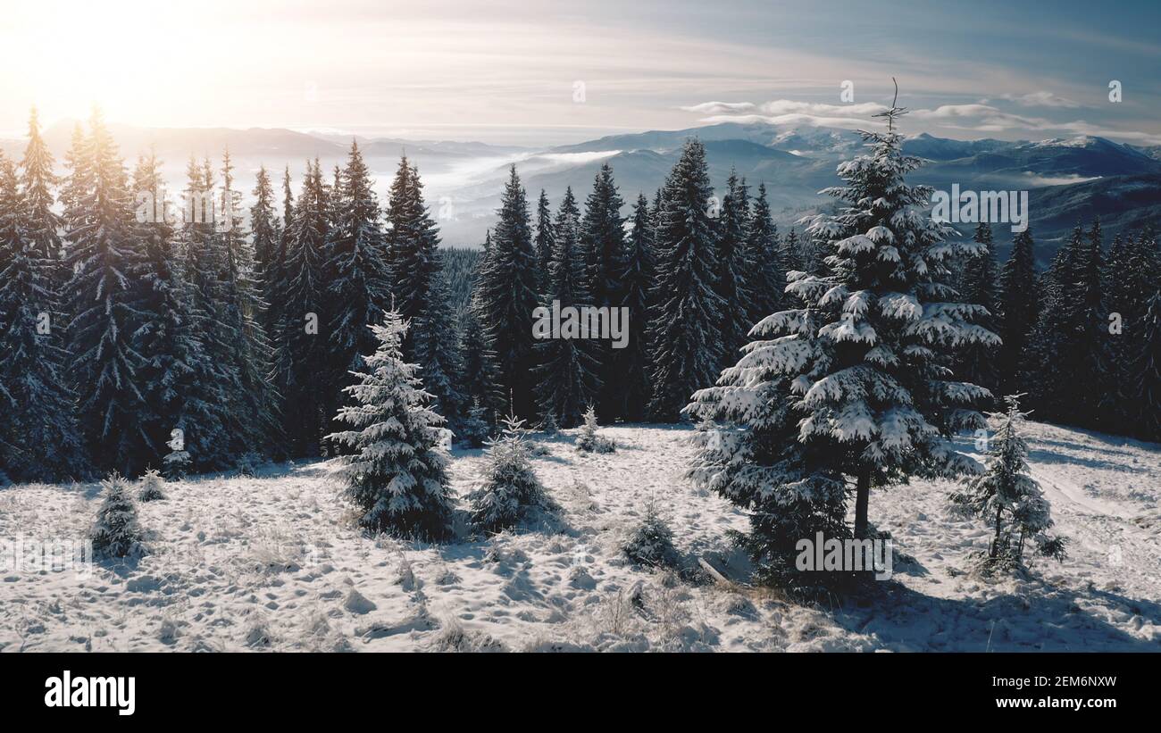 Sole su alberi di pino a neve montagna closeup aereo. Nessuno paesaggio naturale. Abete bosco a hoarfrost. White Snowy Mount Ranges. Vacanza invernale. Pittoreschi Carpazi, Bukovel, Ucraina, Europa Foto Stock