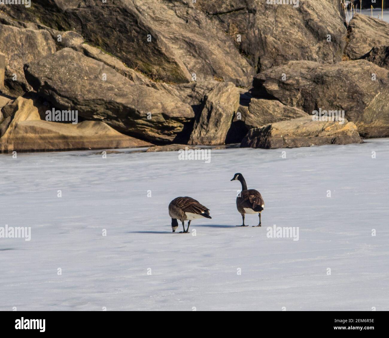 New York, New York, Stati Uniti. 24 Feb 2021. Oche su uno stagno nel Central Park a New York City. Credit: Debra L. Rothenberg/ZUMA Wire/Alamy Live News Foto Stock