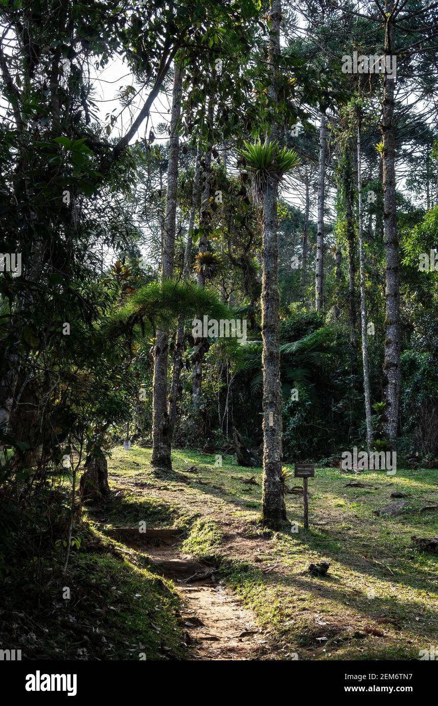 Una fitta sezione della giungla del sentiero del fiume Paraibuna, un percorso autoguidato di 1700 metri nel parco della tenuta Serra do Mar, nucleo Cunha. Foto Stock