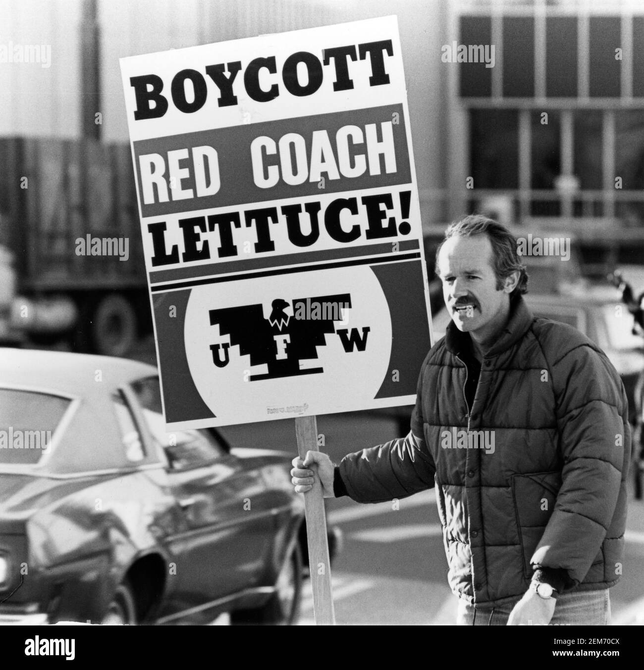 L'attore Mike Farrell della serie televisiva di successo Mash ha protestato contro la Red Coach Lattuce con gli United Farm Workers su una strada trafficata a Hollywood, CA, 1979 Foto Stock