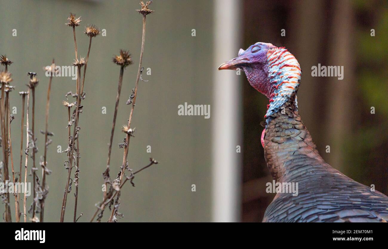 Un tacchino selvaggio colpisce una posizione diva-esque nel mio cortile Foto Stock Un tacchino selvaggio colpisce una posizione diva-esque nel mio cortile Foto Stock