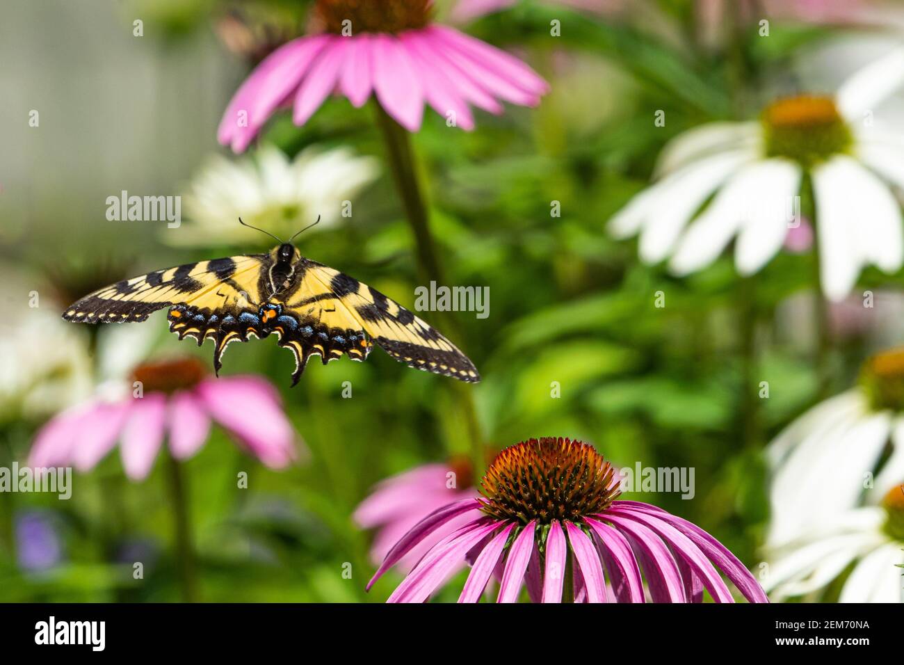 Una farfalla della coda di rondine della tigre orientale vola da un fiore di echinacea ad un altro Foto Stock