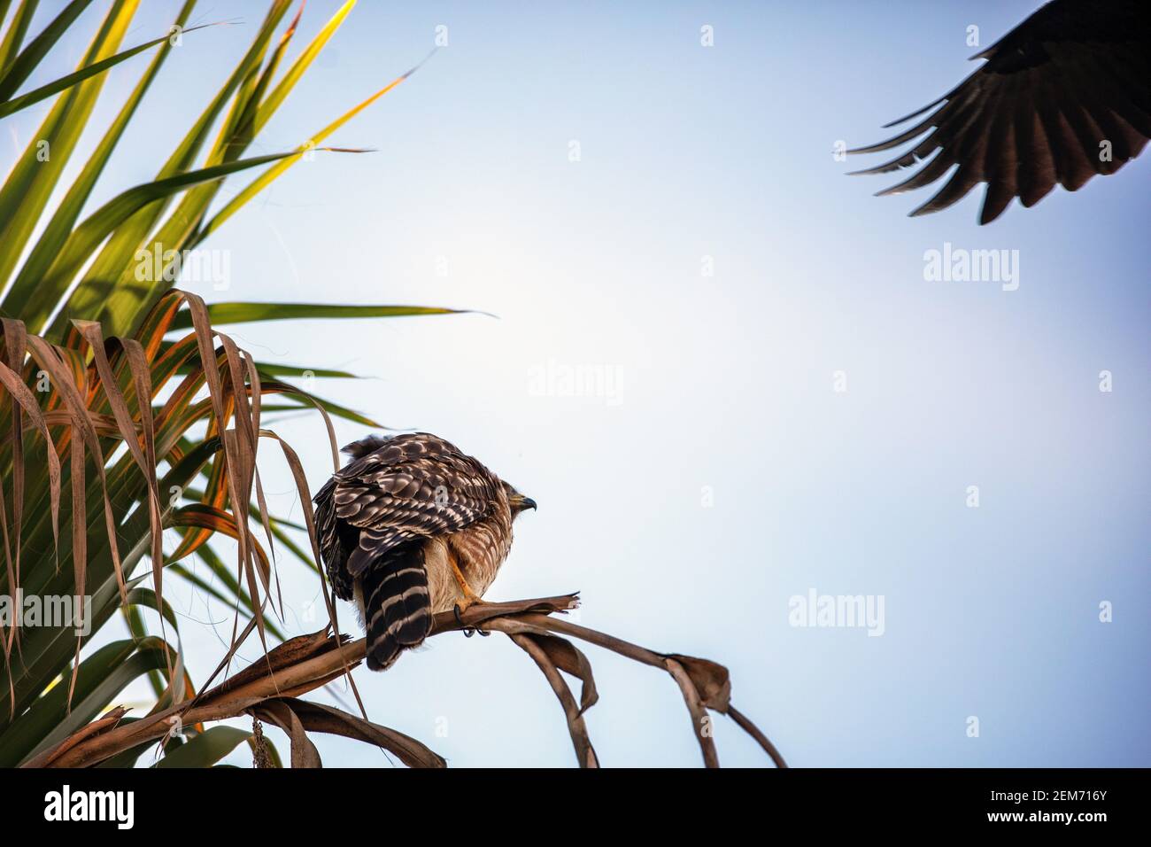 Un falco a spalla rossa (Buteo lineatus) è molestato da un corvo americano (Corvus brachyrhynchos) a Santa Barbara, California Foto Stock