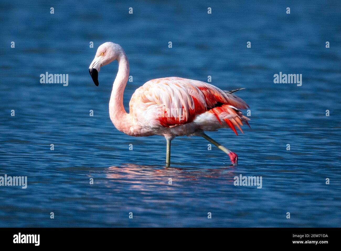 Un fenicottero cileno (Fenicotterus chilensis) al Coyote Hills Regoinal Park, Fremont, California Foto Stock