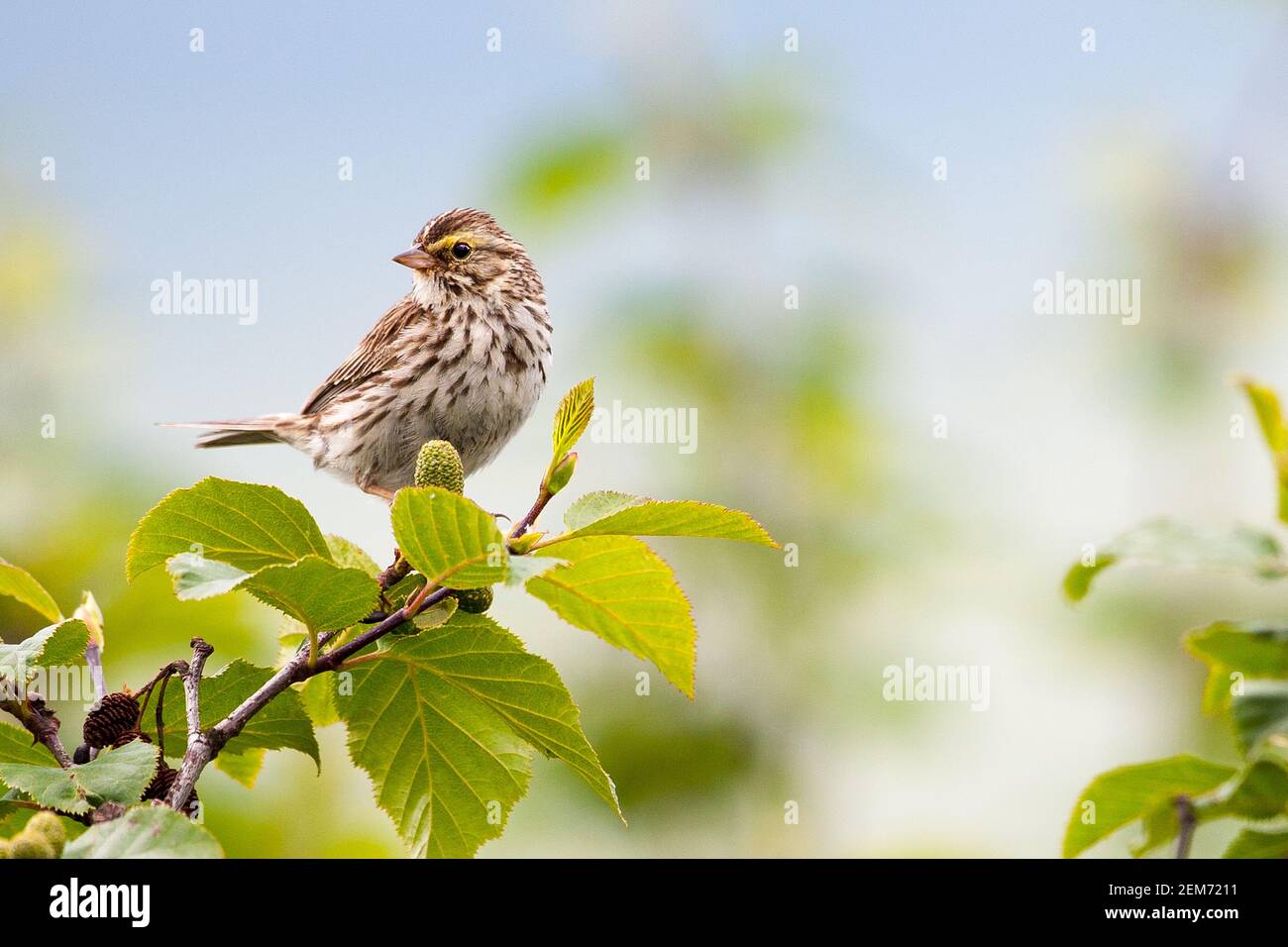 Un uccello Savannah Sparrow (Passerculus sandwich ichensis) nel Parco Nazionale di Denali, Alaska Foto Stock