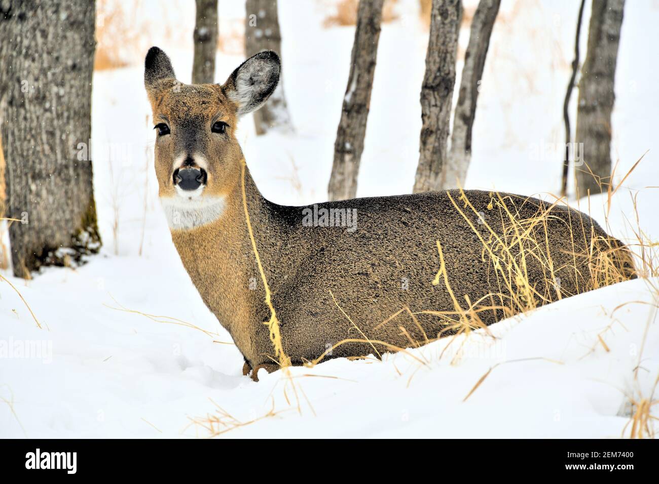 Un cervo dalla coda bianca seduto nella neve nel tardo inverno. Foto Stock