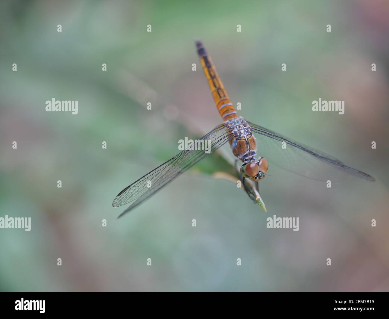 Blu a forma di libellula dasher con pattern di giallo e arancione sul lato del corpo, Predator insetti con ali trasparente su un ramo Foto Stock