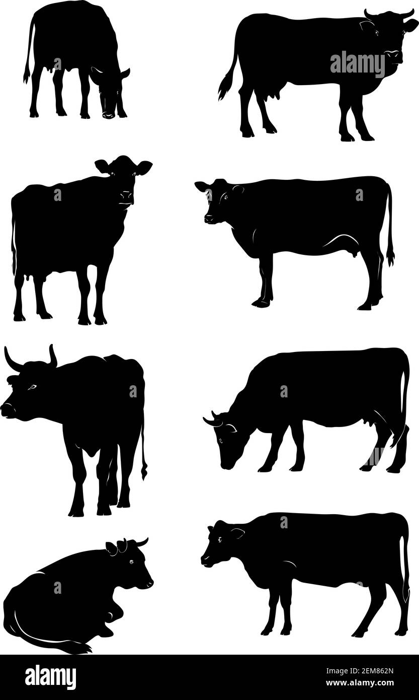 Mucca, vettore, nero, ritratto, silhouette, animali, disegno, bestiame bovino, toro, raccolta, animale, bianco, bestiame, icona, sfondo, logo, set, simbolo Illustrazione Vettoriale