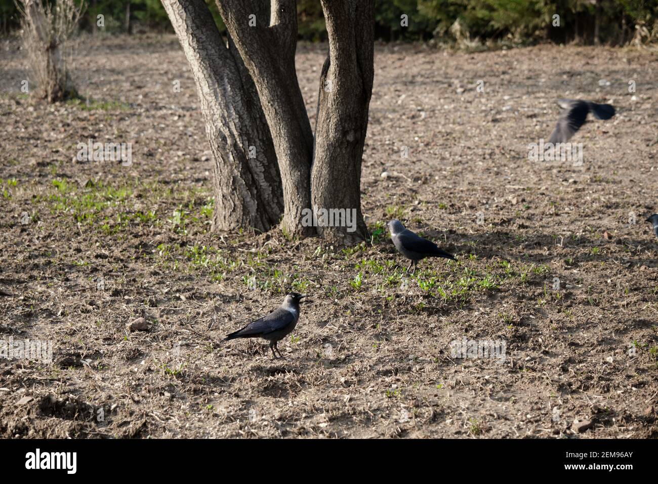 Corvo nero e corvi in piedi su terreno coltivato con corpo di fondo albero. Foto Stock