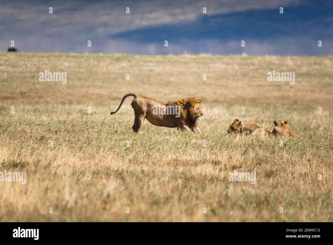 Un leone e due leonesse (Panthera leo) nell'area di conservazione delle praterie del cratere di Ngorongoro. Concetto di safari naturalistico. Tanzania. Africa Foto Stock