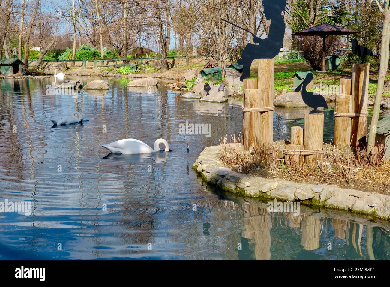 Cigno bianco all'interno dello stagno nel parco dello zoo. Decorazione di legno vicino al laghetto con la pesca del piccolo capretto. Bursa. turchia. 09.02.2021 Foto Stock