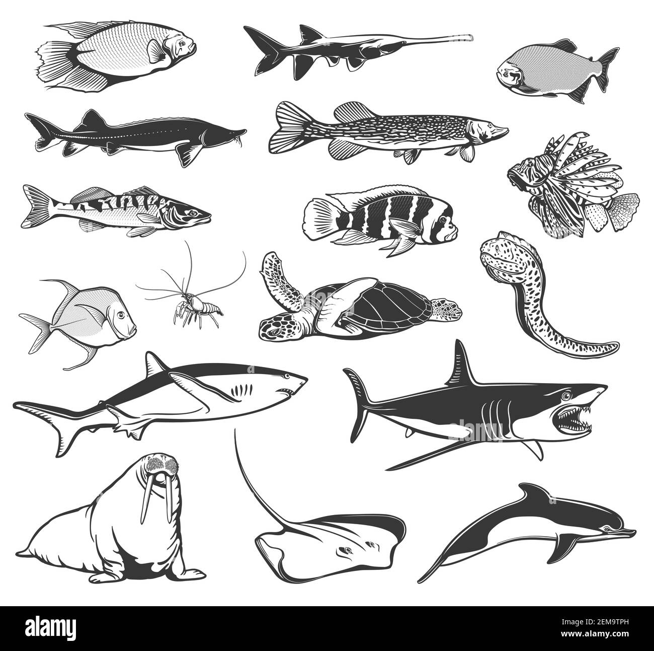Pesci e animali di mare e di vettori oceanici con squali, delfini e tartarughe marine isolate, razze, luccio, gamberi o gamberi. Moray anguilla, wallus Illustrazione Vettoriale