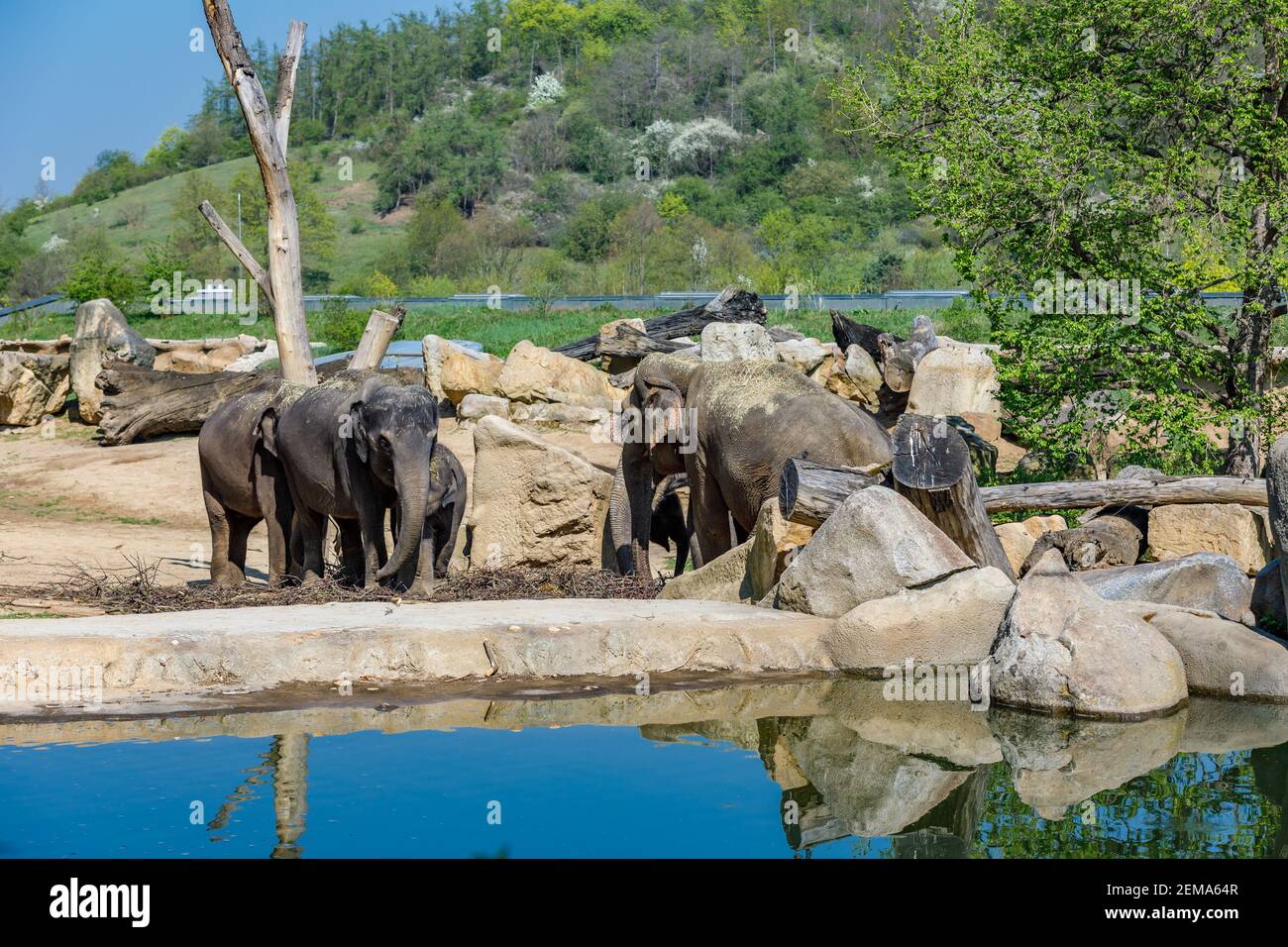 Mandria di elefanti nello zoo vicino allo stagno. Elefanti al buco di irrigazione alla ricerca di cibo. Foto Stock
