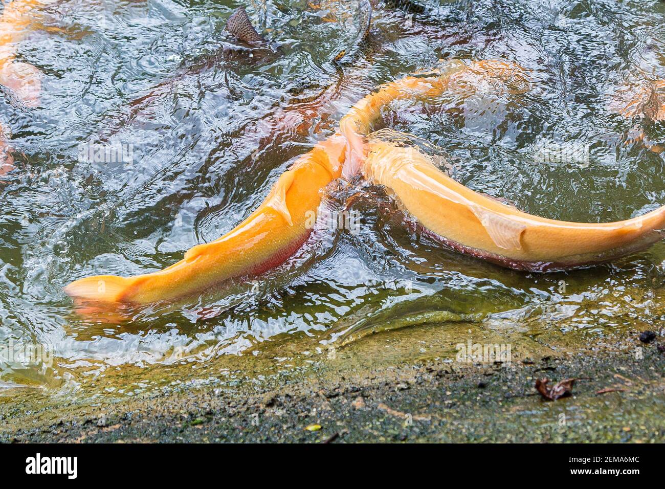 Trota arcobaleno dorata su una fattoria di pesce che spruzzi in acqua. I pesci sono alla ricerca di cibo, saltando fuori dall'acqua. Foto Stock