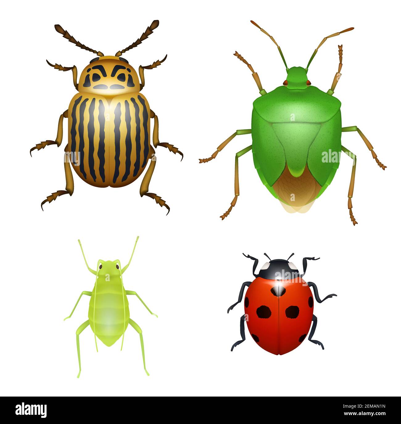 Ladybug e Colorado Beetle, afide di legno e bug scudo verde, specie di parassiti dell'agricoltura. Insetti e coleotteri, vettore realistico isolato insetti animali Illustrazione Vettoriale