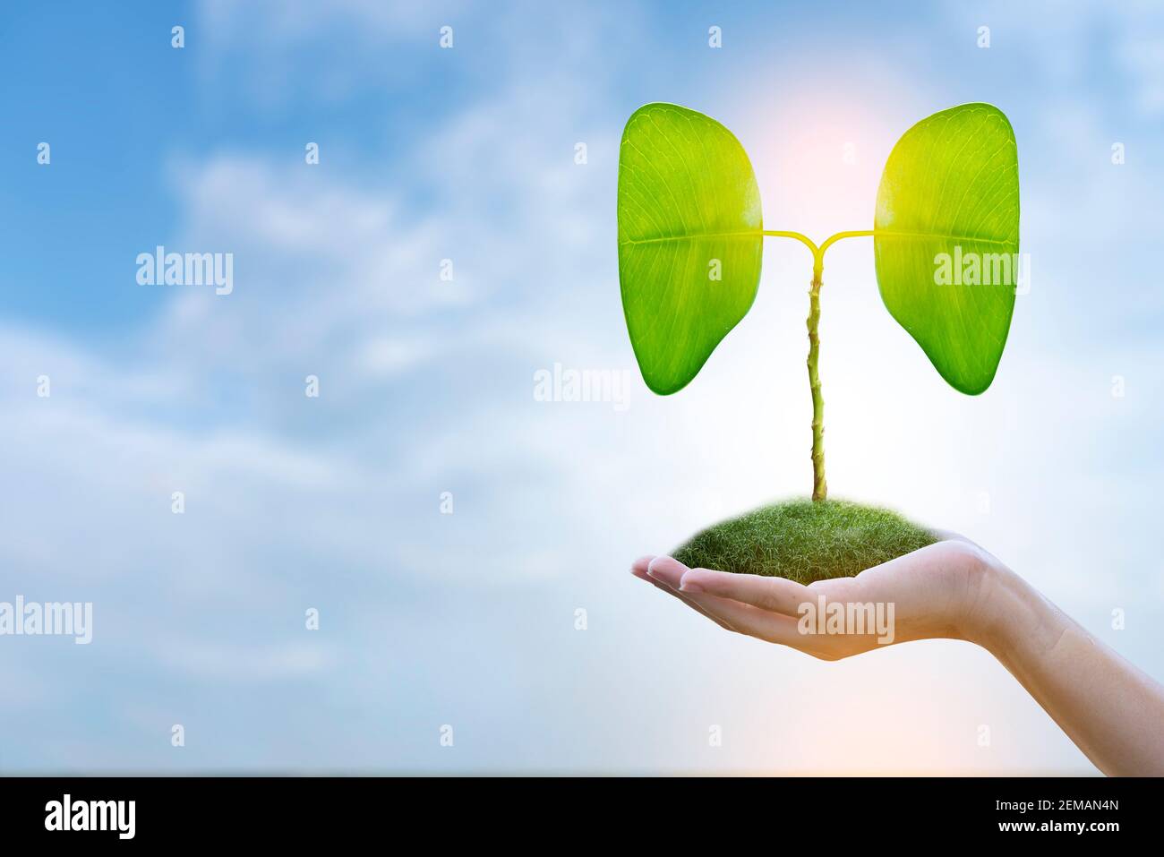 Illustrazione dell'albero polmonare (ambiente e medicina) Foto Stock