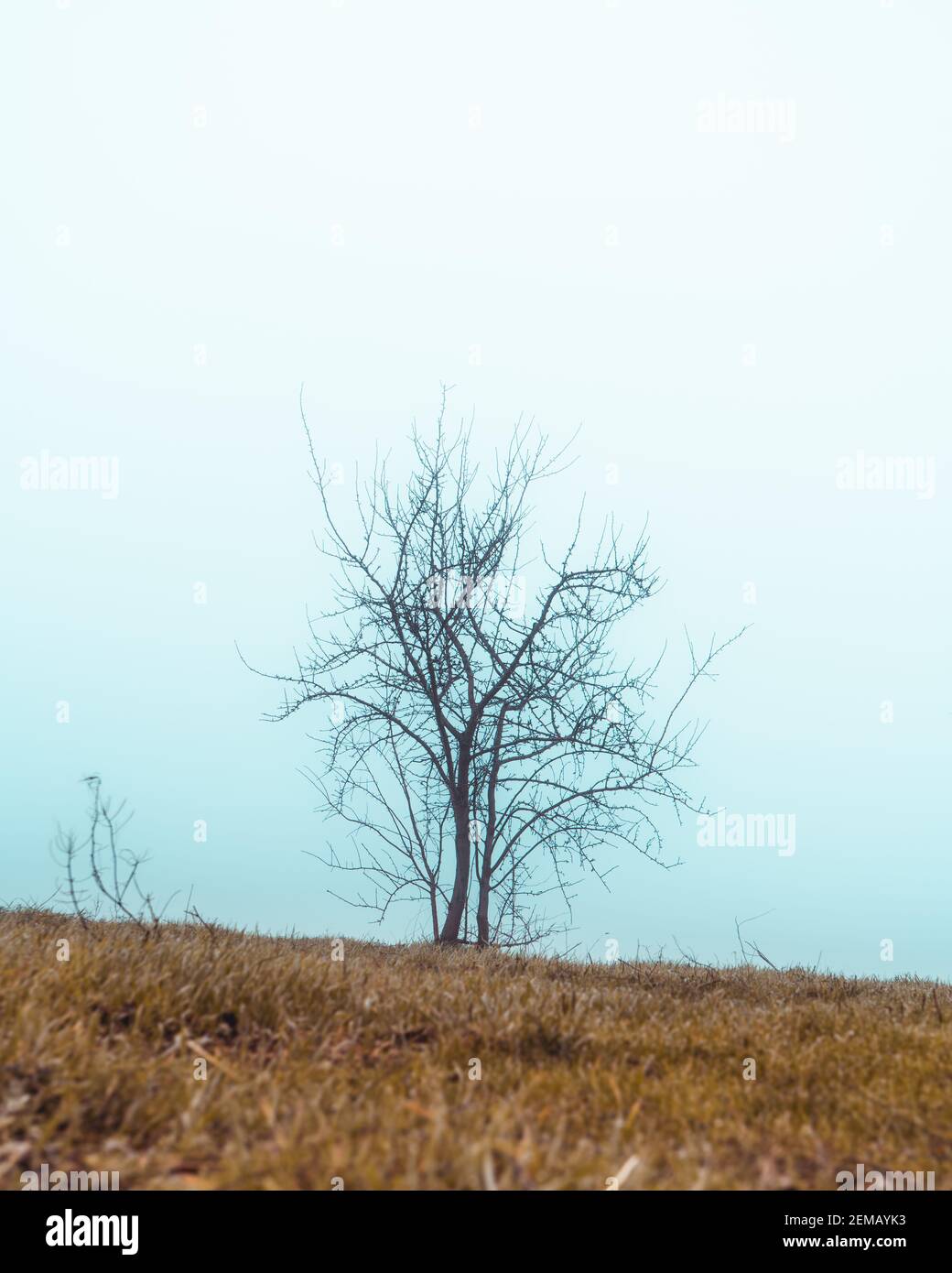 Albero di nebbia minimo Foto Stock